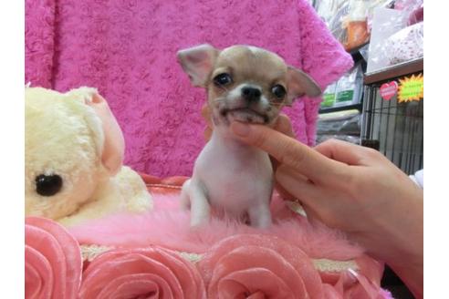 成約済の京都府のチワワ-13464の2枚目