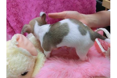 成約済の京都府のチワワ-13464の3枚目