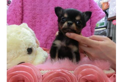 成約済の京都府のチワワ-13465の1枚目