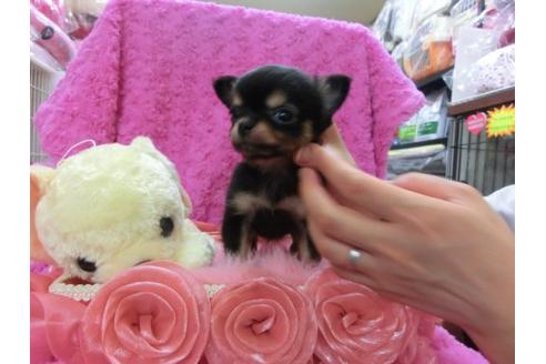 成約済の京都府のチワワ-13465の2枚目