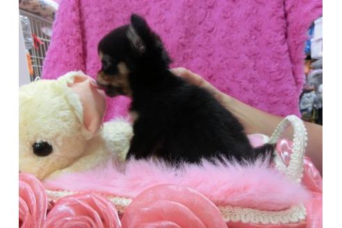 成約済の京都府のチワワ-13465の3枚目