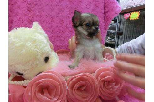 成約済の京都府のチワワ-13466の2枚目