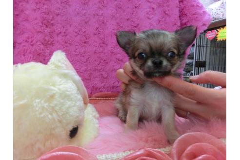 成約済の京都府のチワワ-13466の3枚目