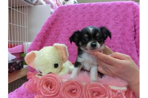 成約済の京都府のチワワ-13467の1枚目