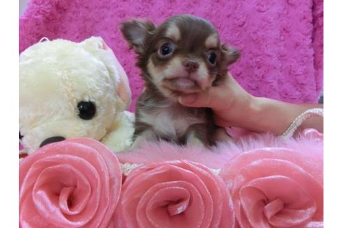 成約済の京都府のチワワ-13469の3枚目