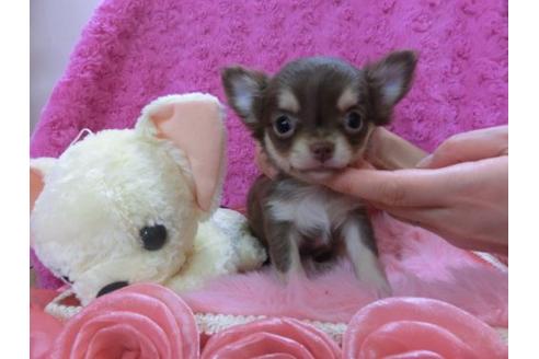 成約済の京都府のチワワ-13469の1枚目