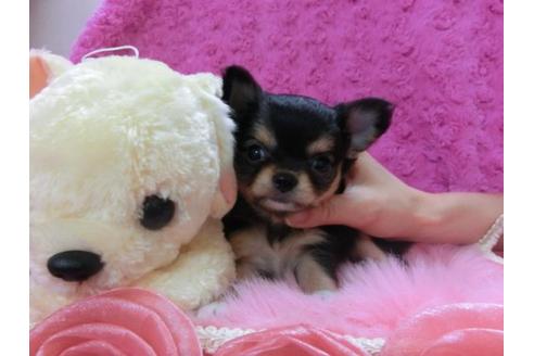 成約済の京都府のチワワ-13471の1枚目