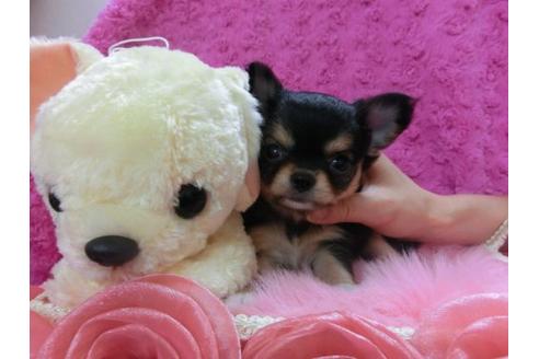 成約済の京都府のチワワ-13471の2枚目