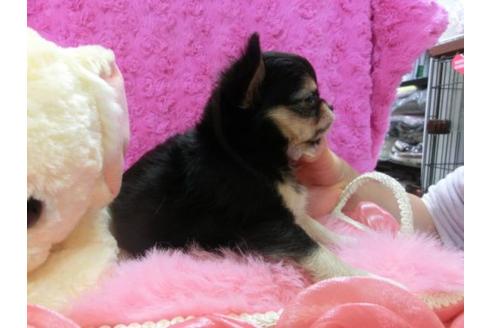 成約済の京都府のチワワ-13471の3枚目