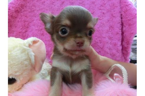 成約済の京都府のチワワ-13472の1枚目