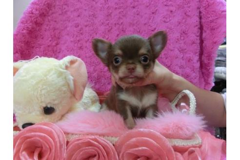 成約済の京都府のチワワ-13472の2枚目