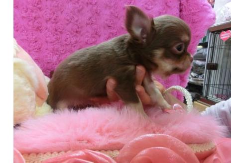 成約済の京都府のチワワ-13472の3枚目