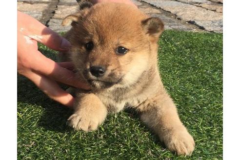 成約済の長崎県の柴犬-12754の1枚目