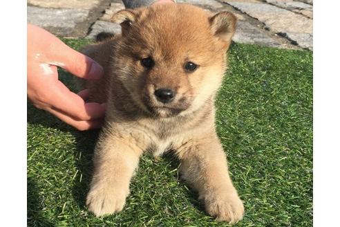 成約済の長崎県の柴犬-12754の2枚目
