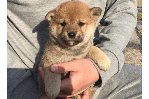 成約済の長崎県の柴犬-12754の3枚目