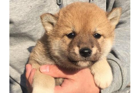 成約済の長崎県の柴犬-12755の1枚目