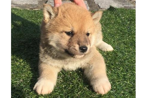 成約済の長崎県の柴犬-12755の3枚目