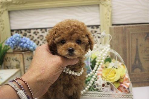 成約済の大阪府のトイプードル-13524の2枚目