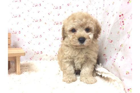 成約済の滋賀県のトイプードル-13535の2枚目