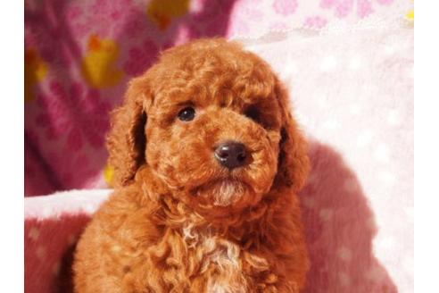 成約済の茨城県のトイプードル-13540の1枚目