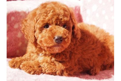 成約済の茨城県のトイプードル-13540の2枚目
