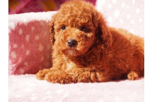 成約済の茨城県のトイプードル-13540の3枚目