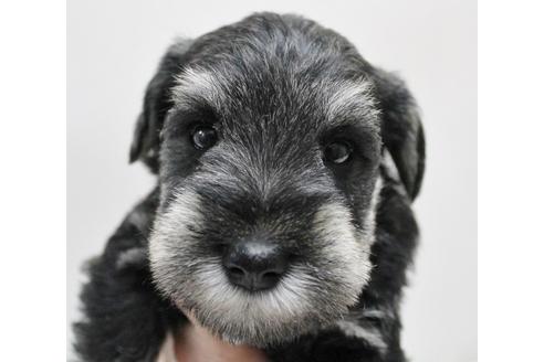 成約済の千葉県のミニチュアシュナウザー-13542の3枚目