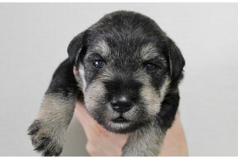 成約済の千葉県のミニチュアシュナウザー-13542の1枚目