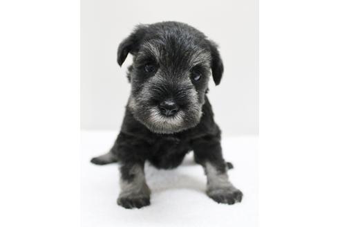 成約済の千葉県のミニチュアシュナウザー-13543の2枚目