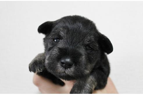 成約済の千葉県のミニチュアシュナウザー-13543の1枚目