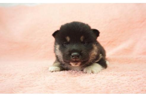 成約済の奈良県の柴犬-13554の1枚目