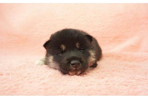 成約済の奈良県の柴犬-13554の3枚目