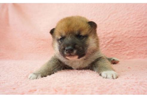 成約済の奈良県の柴犬-13556の1枚目