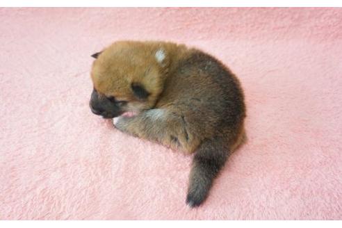 成約済の奈良県の柴犬-13556の2枚目