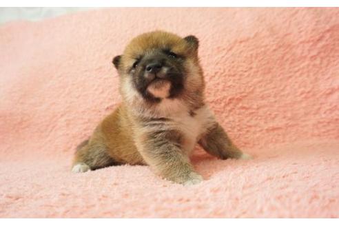 成約済の奈良県の柴犬-13556の3枚目