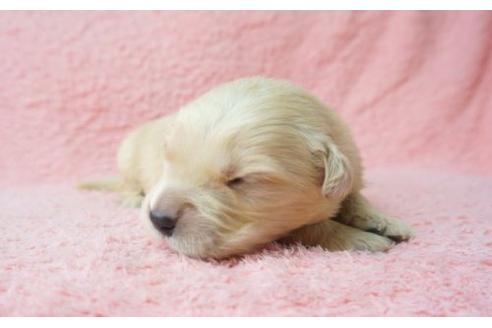成約済の奈良県のゴールデンレトリーバー-13557の1枚目