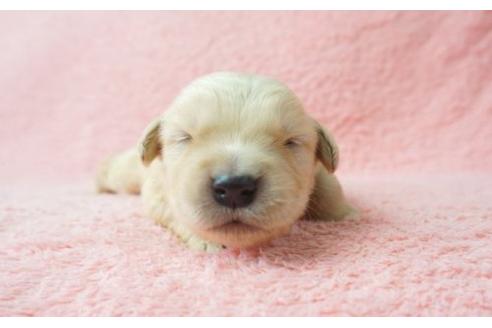成約済の奈良県のゴールデンレトリーバー-13557の2枚目