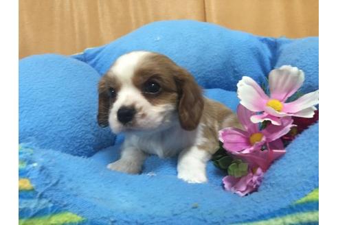 成約済の栃木県のキャバリアキングチャールズスパニエル-13582の2枚目