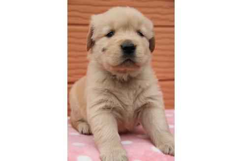 成約済の茨城県のゴールデンレトリーバー-13602の1枚目