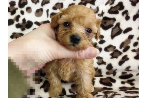 成約済の京都府のトイプードル-13625の3枚目