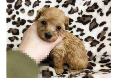 成約済の京都府のトイプードル-13625の2枚目