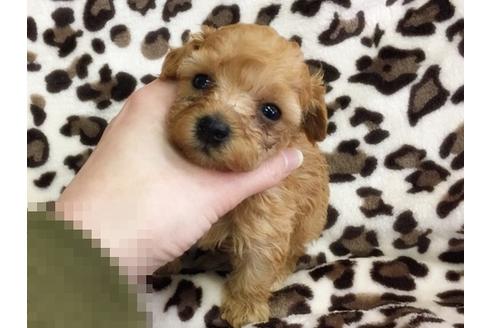 成約済の京都府のトイプードル-13625の1枚目