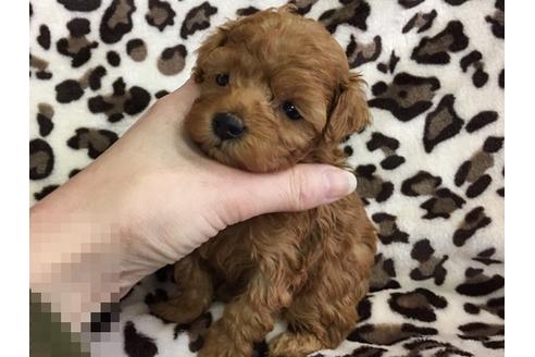 成約済の京都府のトイプードル-13626の1枚目