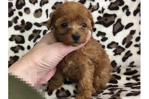 成約済の京都府のトイプードル-13627の3枚目