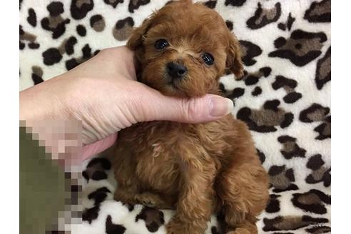 成約済の京都府のトイプードル-13627の2枚目