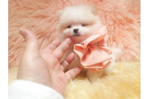 成約済の愛知県のポメラニアン-13630の4枚目