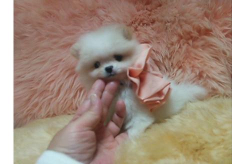 成約済の愛知県のポメラニアン-13630の2枚目