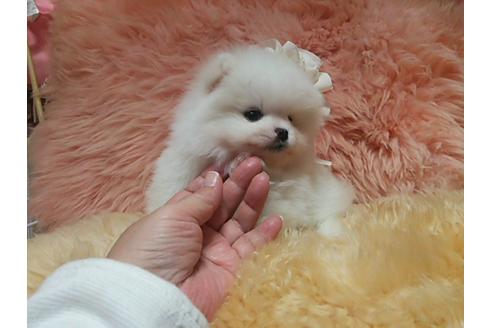 成約済の愛知県のポメラニアン-13631の4枚目