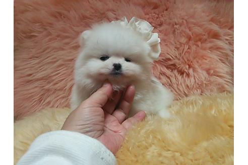 成約済の愛知県のポメラニアン-13631の2枚目