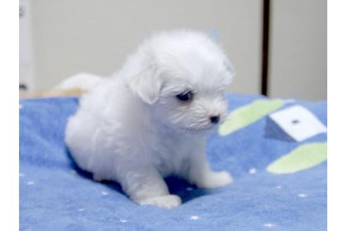 成約済の埼玉県のマルチーズ-13198の2枚目